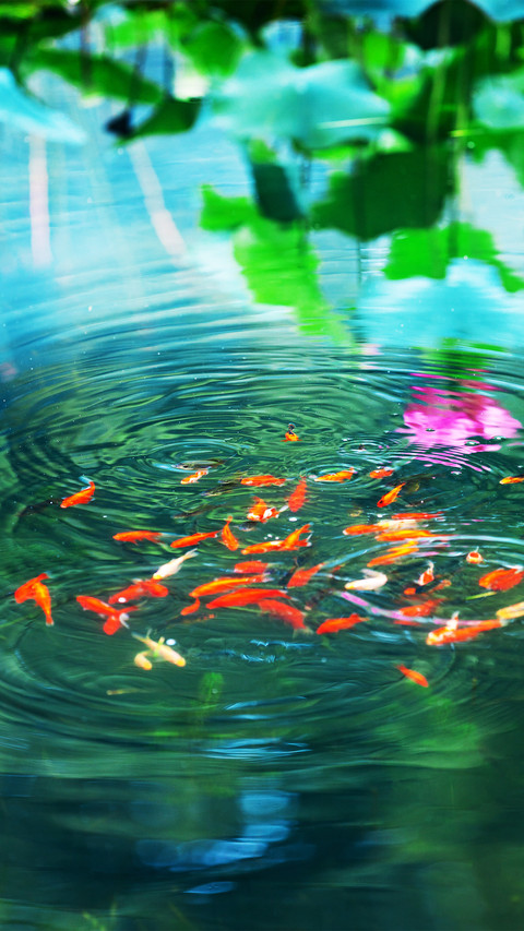 The goldfish in the pond screenshot