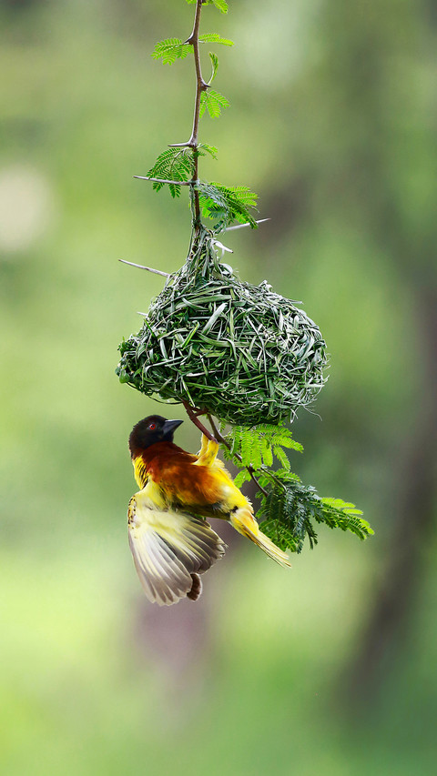 Weaving nest bird screenshot
