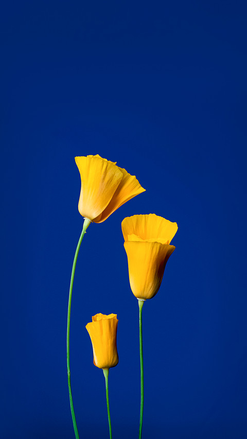Still life, still life with flowers, yellow flowers screenshot