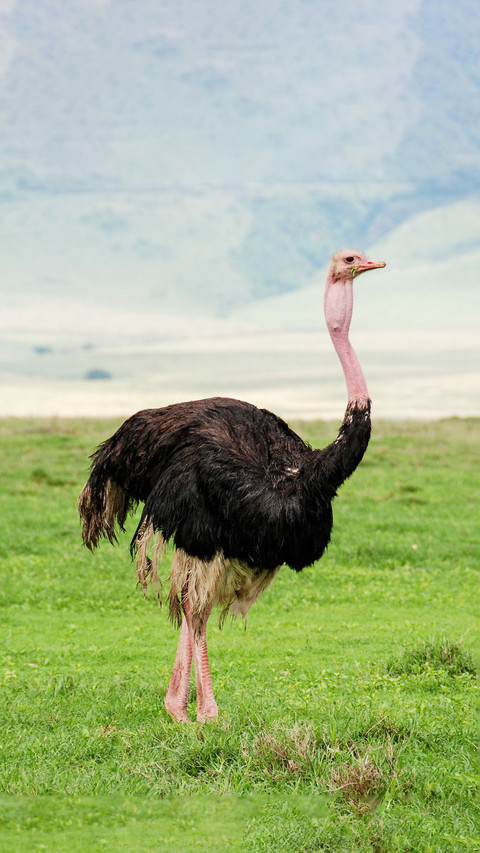 Ostriches bury their heads in the sand screenshot