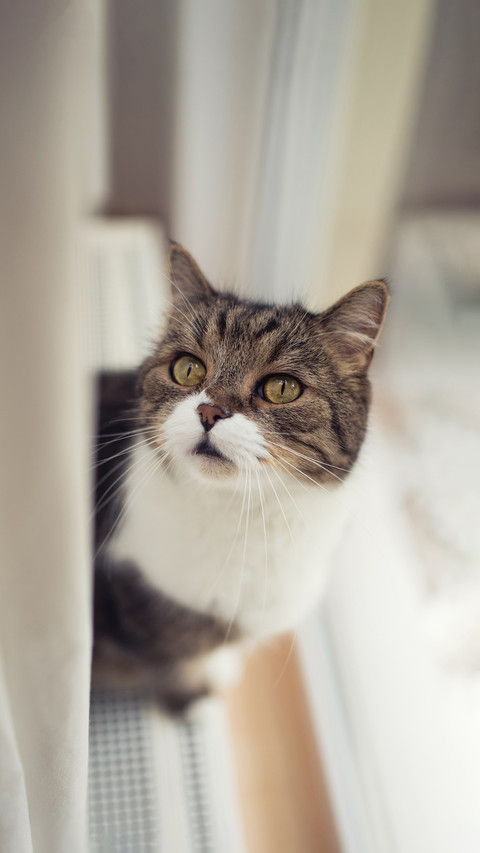 Tabby white british shorthair cat standing on radiator screenshot