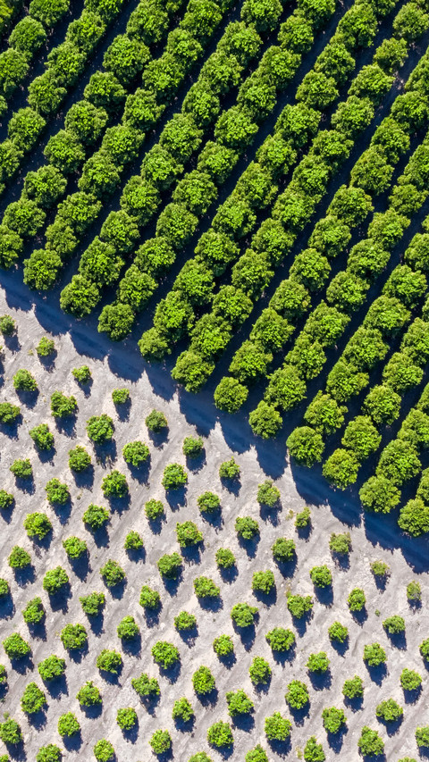 Aerial View of Orange Orchard Grapes screenshot