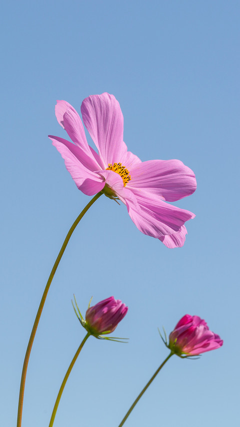 Outdoor blue sky and cosmos flowers screenshot