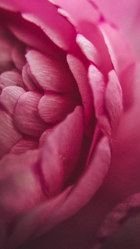 Macro  (13) screenshot