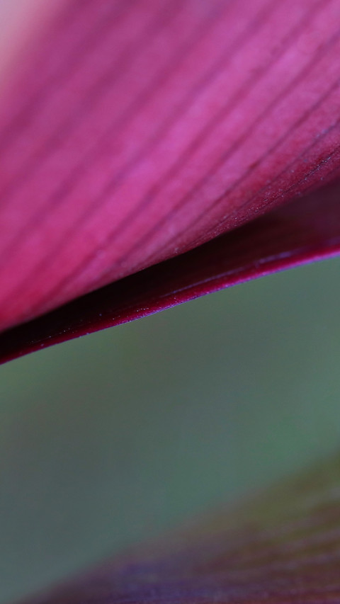 Close up of tropical leaf veins screenshot