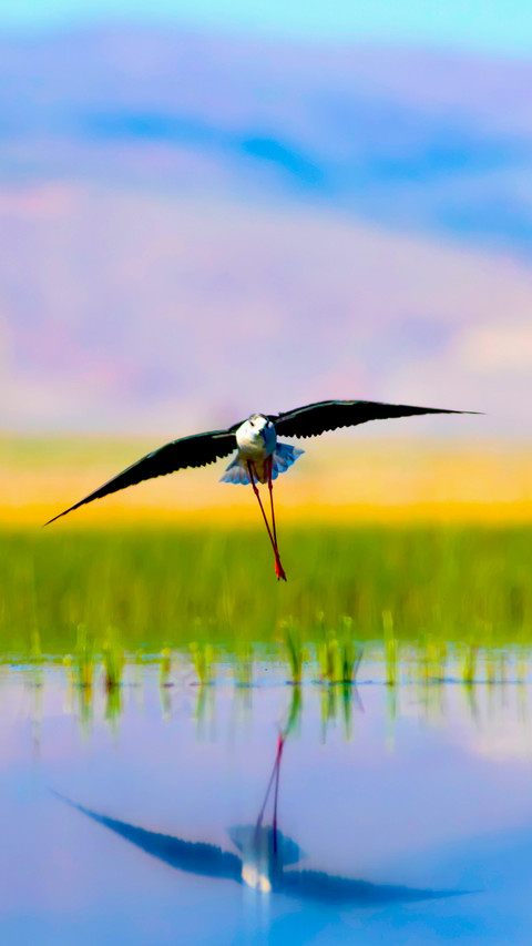 Bird Wallpaper screenshot