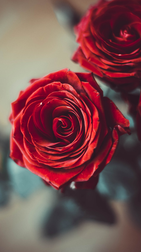 Roses and Lilacs (5) screenshot