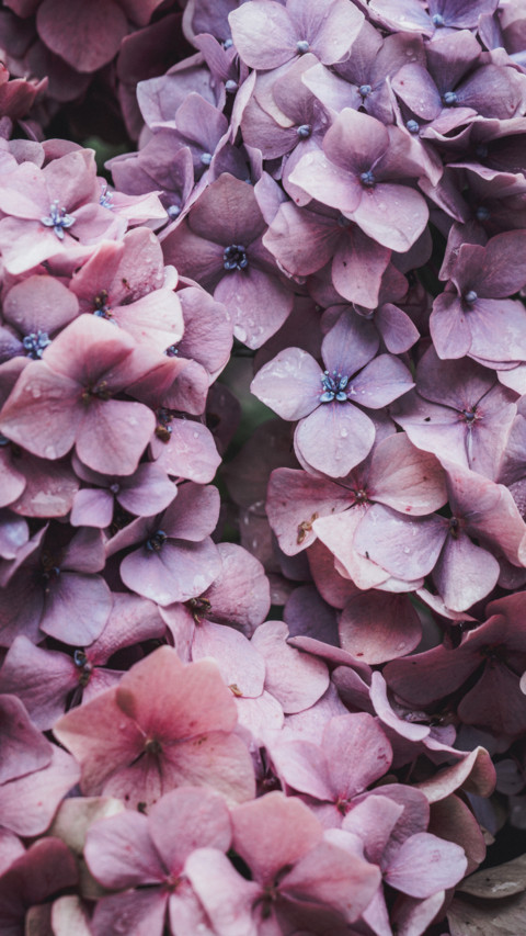 Roses and Lilacs (13) screenshot