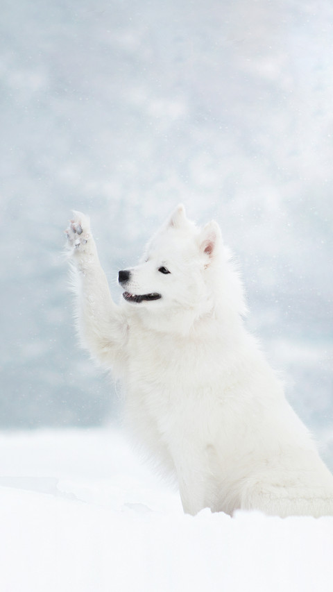 White Samoyed Dog in Winter Snow Nature Forest screenshot