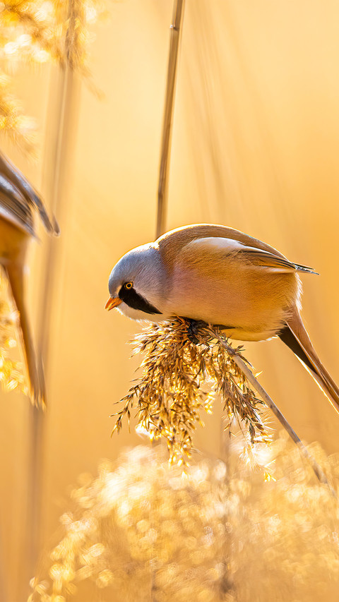 Even in the withered reeds there are still bearded screenshot
