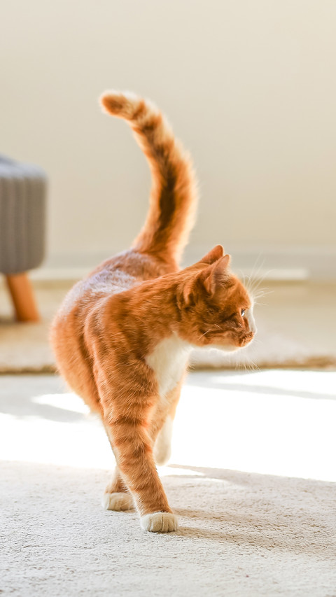 Cute red cat on carpet in living room screenshot