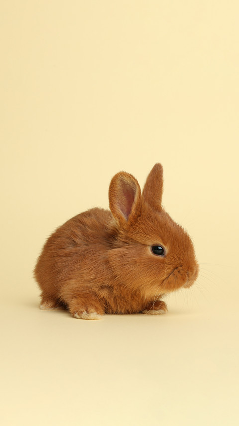Adorable fluffy bunny on yellow background screenshot
