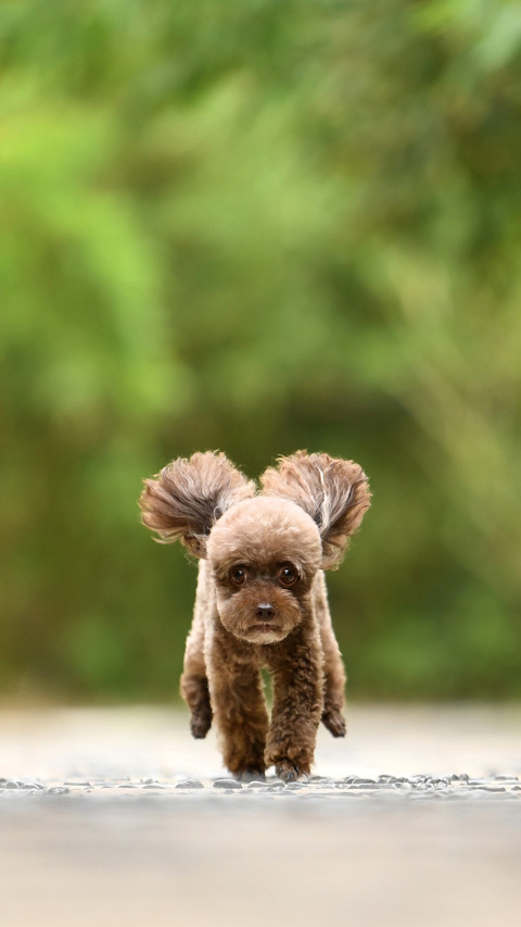 Aggressive Small Dog 29 screenshot