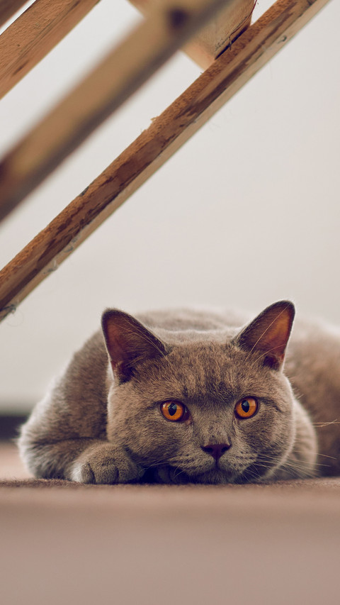 Differences between British and American short cats 0 screenshot