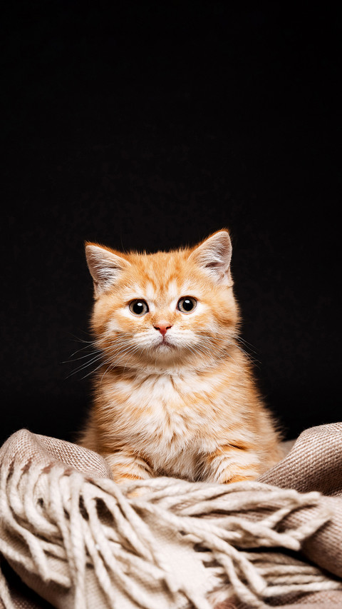 The red-haired cat sits alone on a black background screenshot