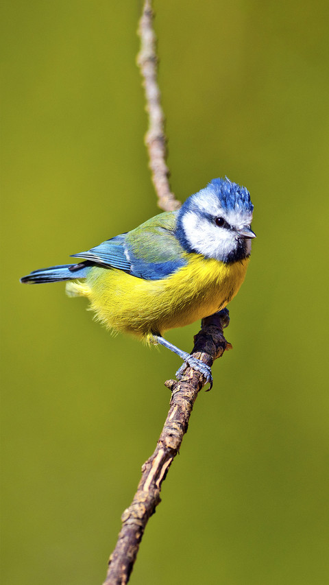 Spanish blue crowned tit screenshot