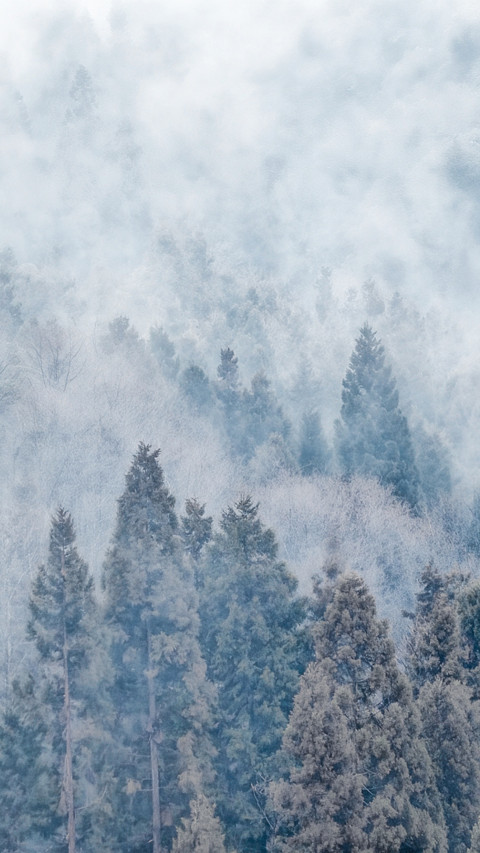 Cold Forest Mist screenshot