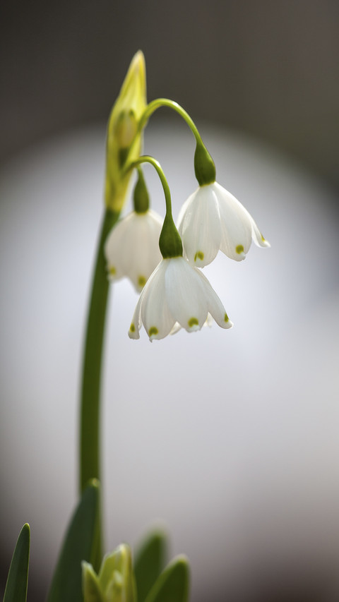 White Spring Snowflake Flowers Leucojum Vernum screenshot