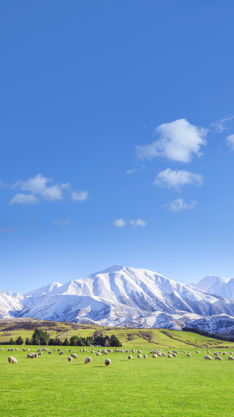 A New Zealand Sheep Farm screenshot