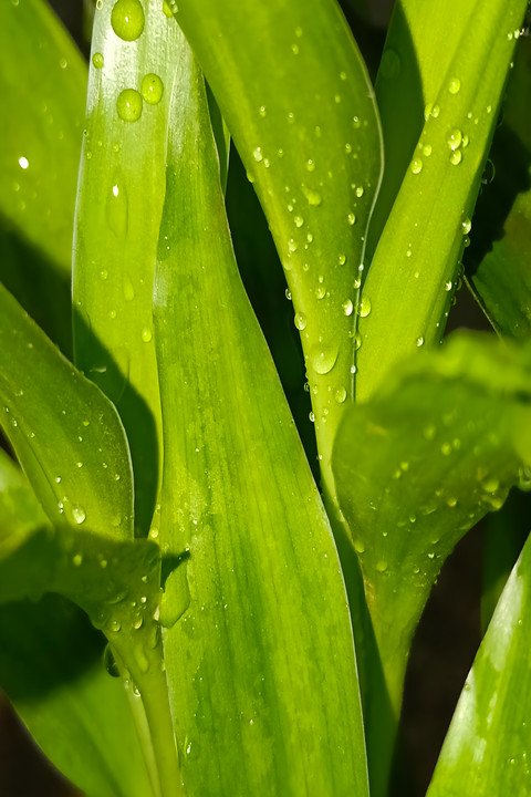 Fresh Green.jpg screenshot
