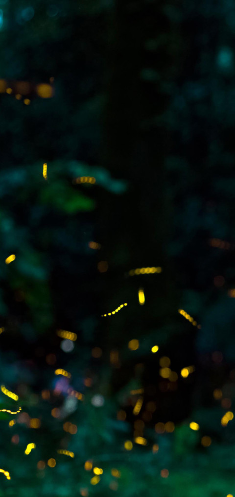 仲夏之夜 screenshot
