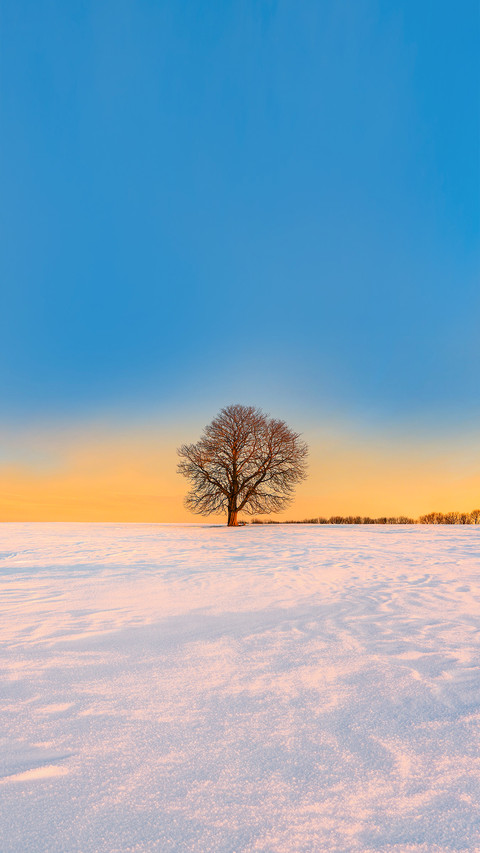 Winter landscape with bare tree in snow at sunrise screenshot