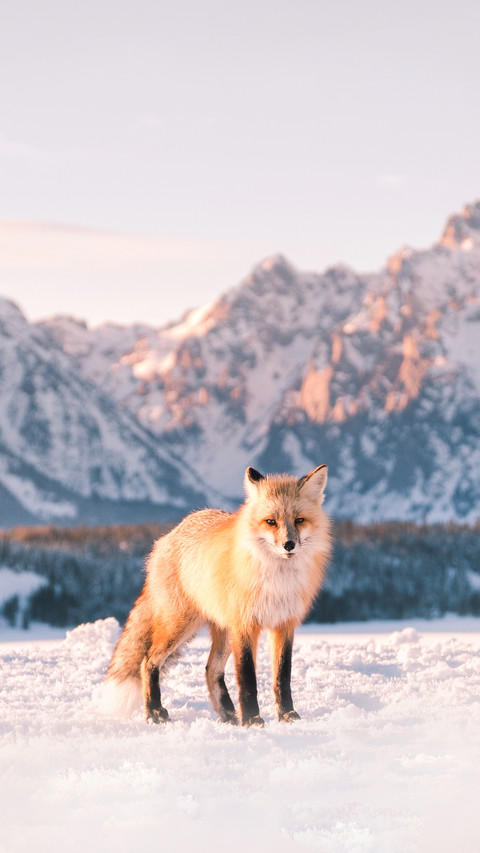 Jackson Hole Fox screenshot