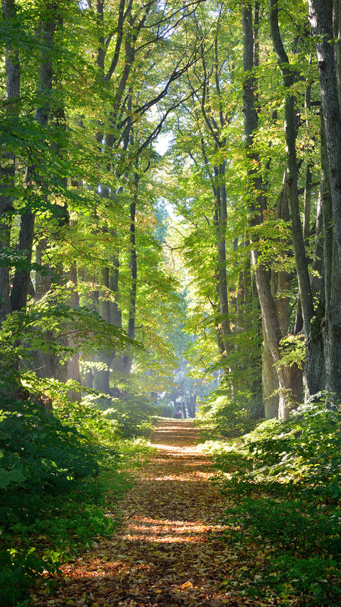 Forest Country screenshot