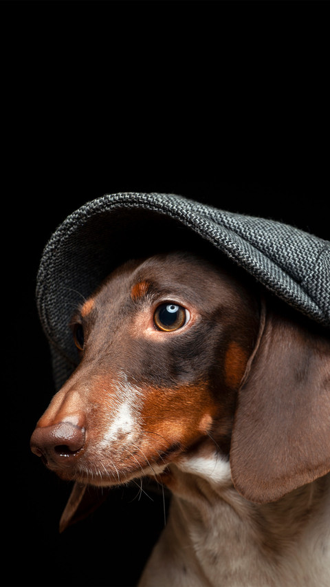 A melancholy dog wearing a beret screenshot