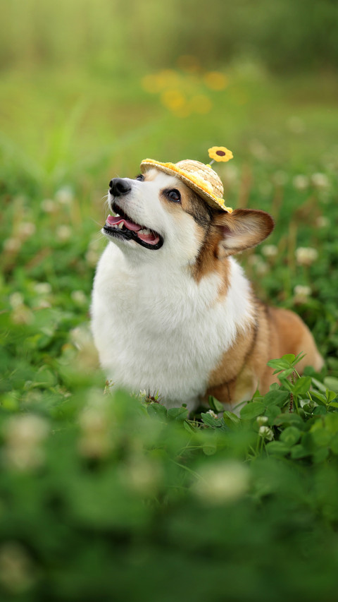 Pets are prone to restlessness in spring be careful screenshot
