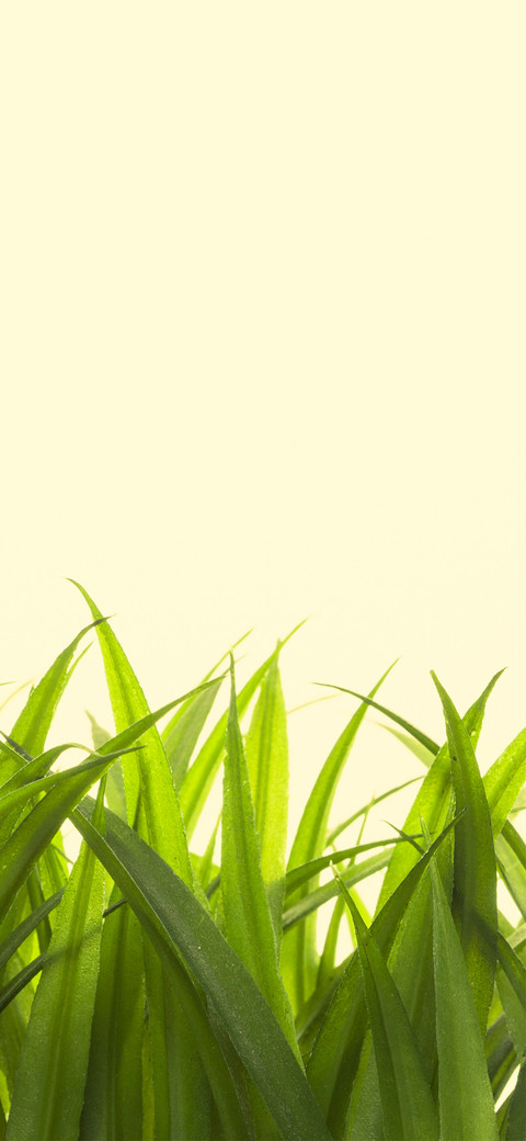 简约小清新绿色植物简单壁纸-锐景创意 screenshot