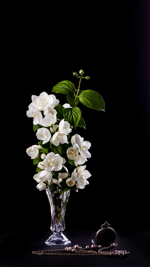 Still Life with Jasmine flowers in a vase screenshot