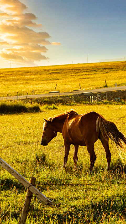 Nanshan pasture screenshot