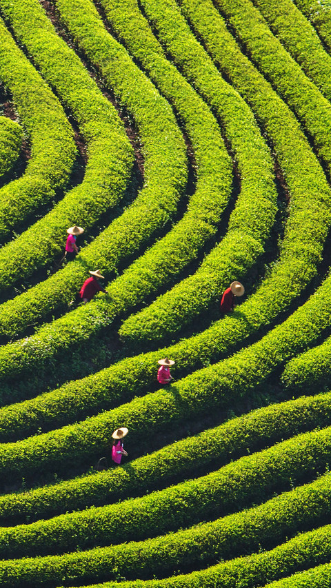 Newly added agricultural cultural heritage in china screenshot