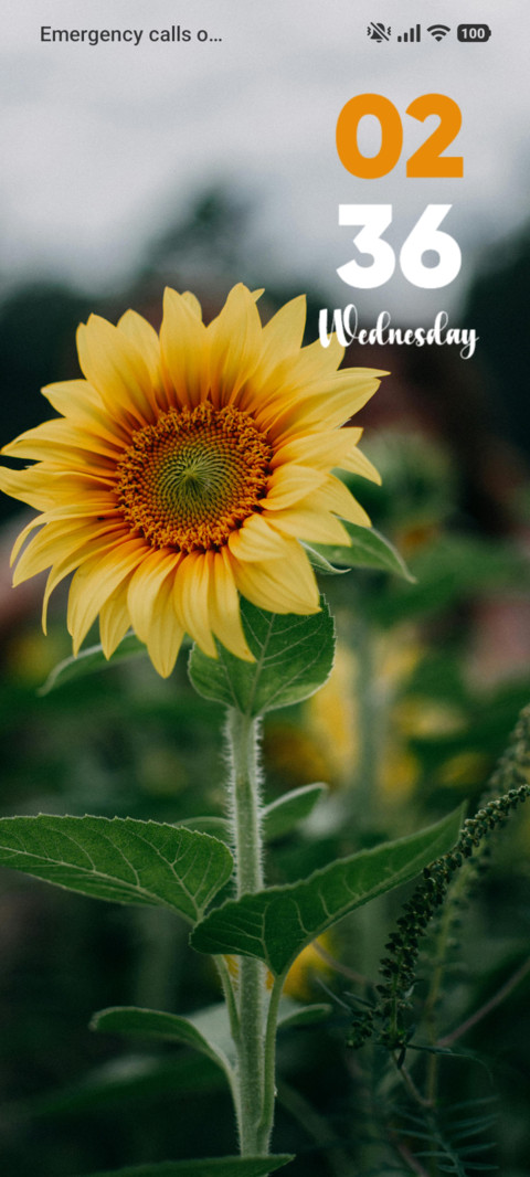Sunflower screenshot