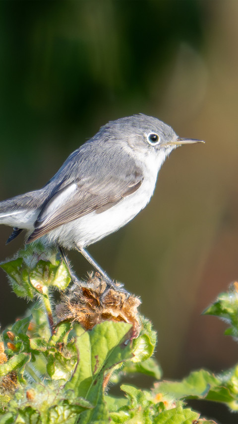 The bluethroated thrush inhabits plants screenshot