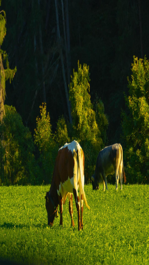 Animal home screenshot