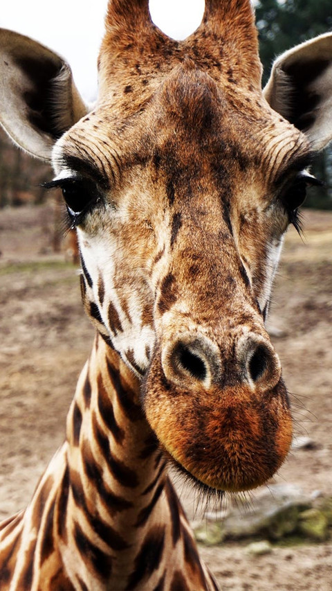 giraffe (4) screenshot