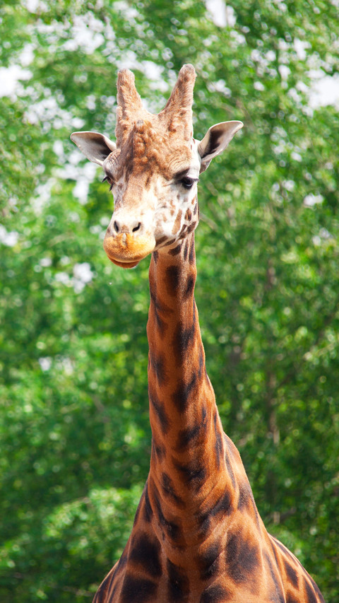 giraffe (7) screenshot