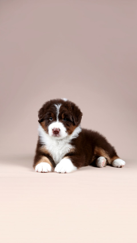 Cute little fluffy australian shepherd puppy screenshot