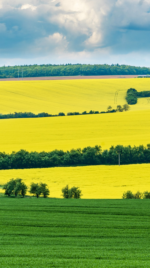 Rape flower field screenshot