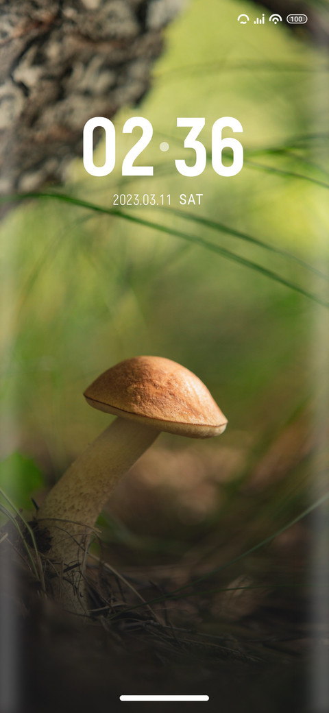 Birch screenshot