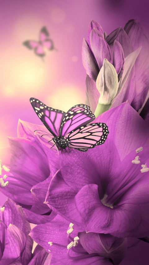 butterfly screenshot
