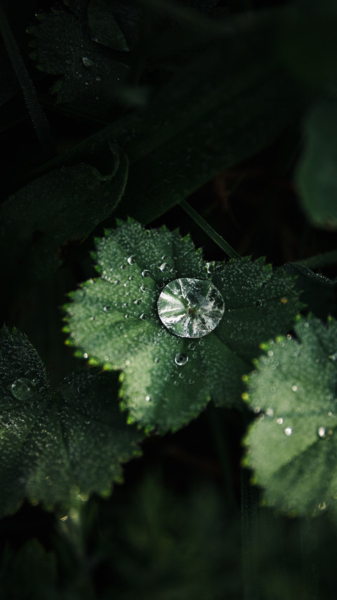 节气：谷雨 screenshot