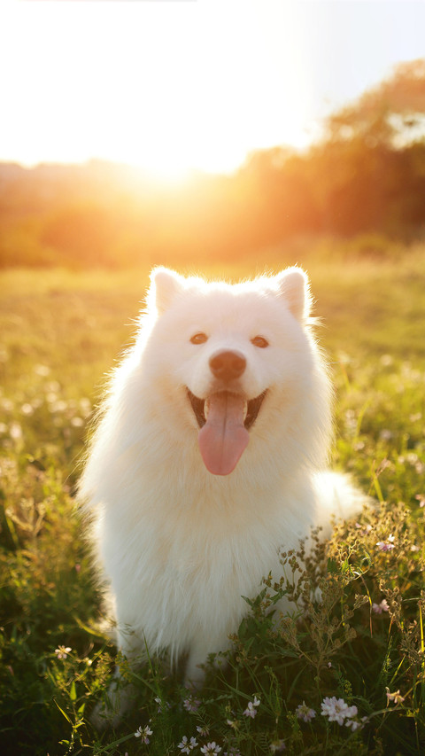 Cute Working dog Samoye1 screenshot