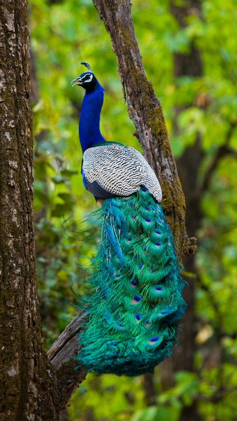 Beautiful peacock-02 screenshot