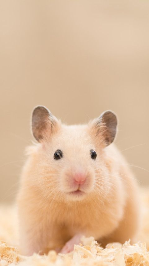 Golden hamster screenshot