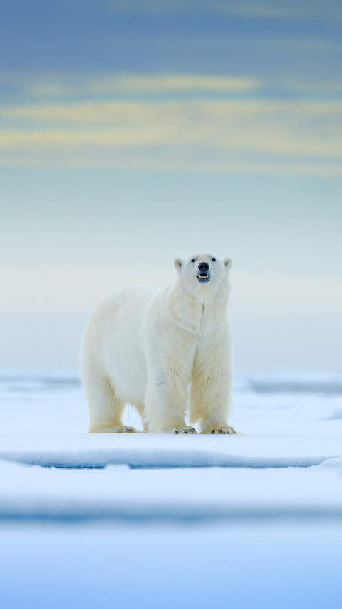 Polar Bear screenshot