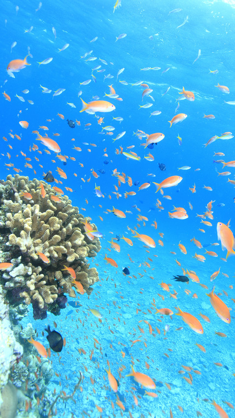 海洋生灵 screenshot