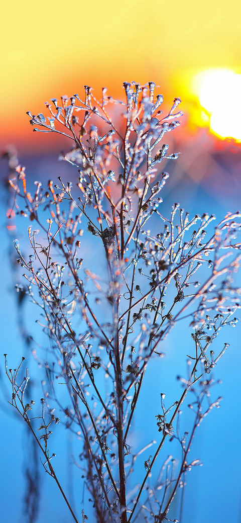 The beauty of plants-PAIXIN screenshot